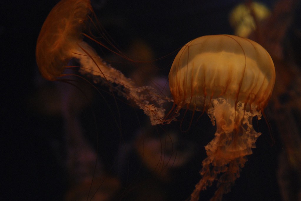 Tentacle hugs! Johanna Andronis Flickr