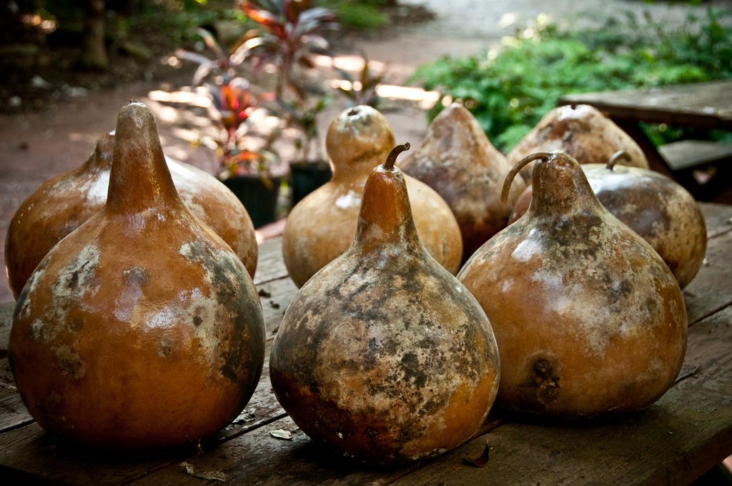 tocobaga Geo Cacher Flickr