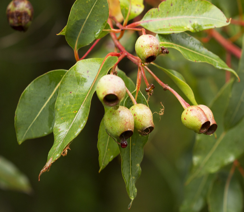 Corymbia Ficifolia Wildfire gum nuts Corymbia Ficifolia … Flickr