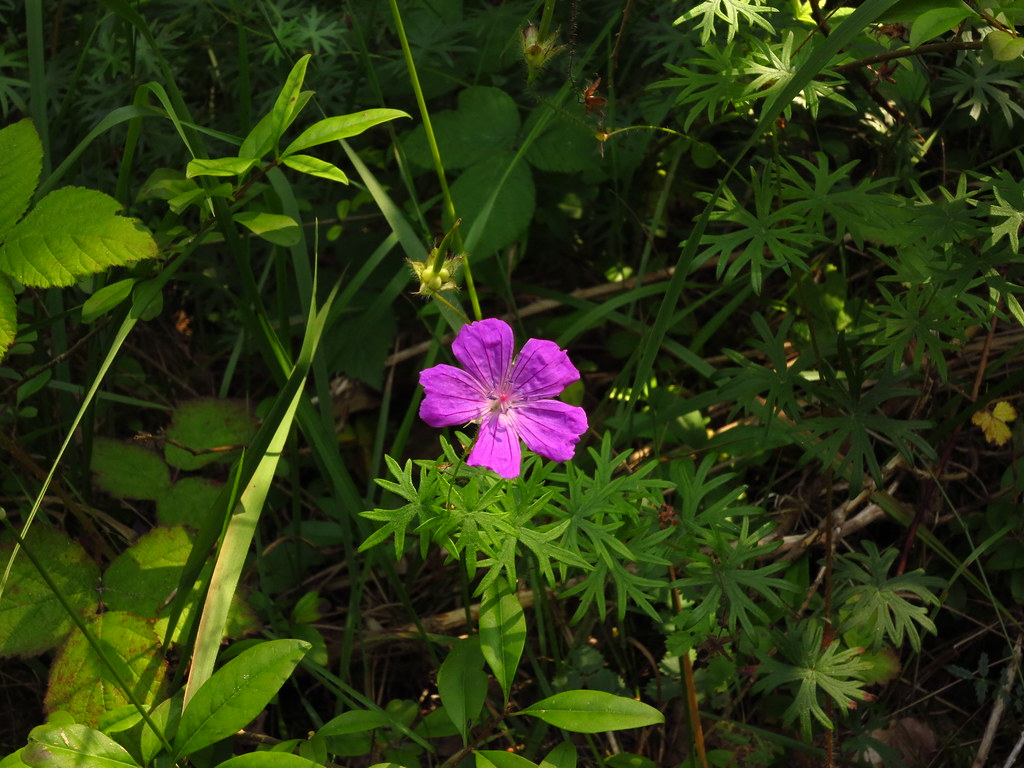 Aux Rochers de Bourron Marlotte Ackteon Flickr