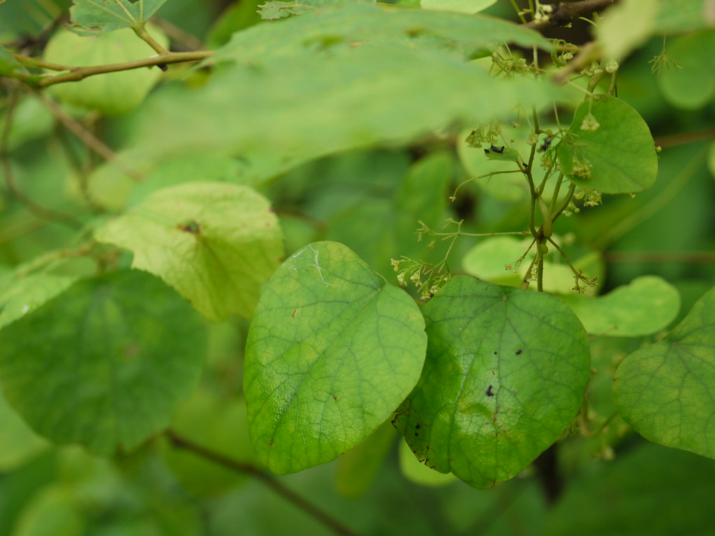 Malathaanti (Malayalam മലതാണ്ടി) Menispermaceae (moonseed… Flickr