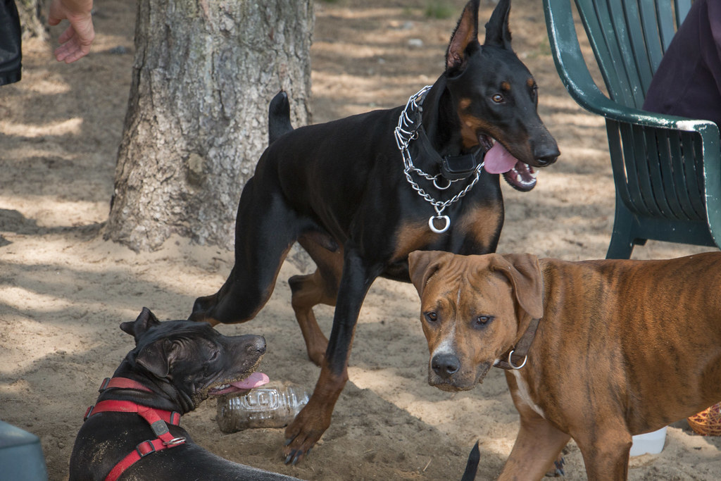 Warwick City Dog Park XII Flickr