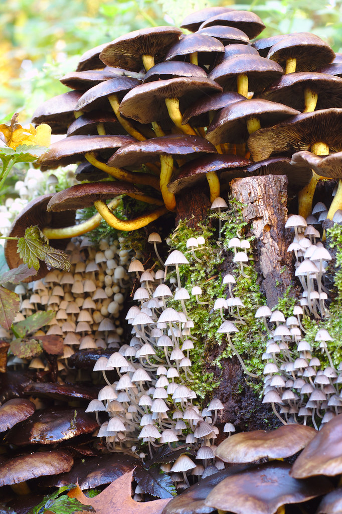 Fungi A combination of various mushrooms, fungi and mosses… Flickr