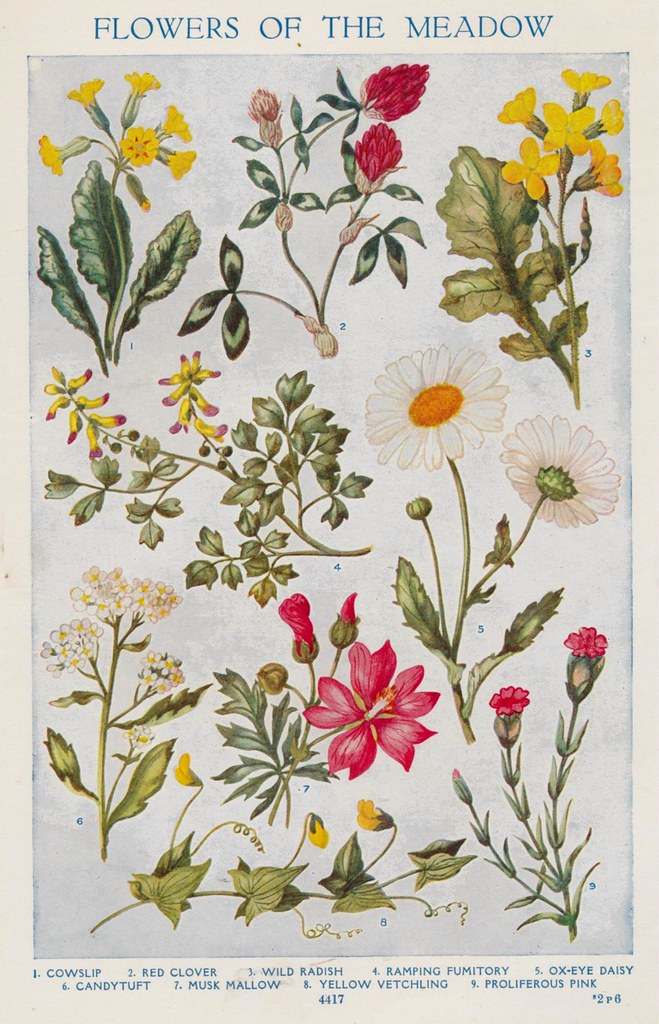 flowers of the meadow a janwillemsen Flickr