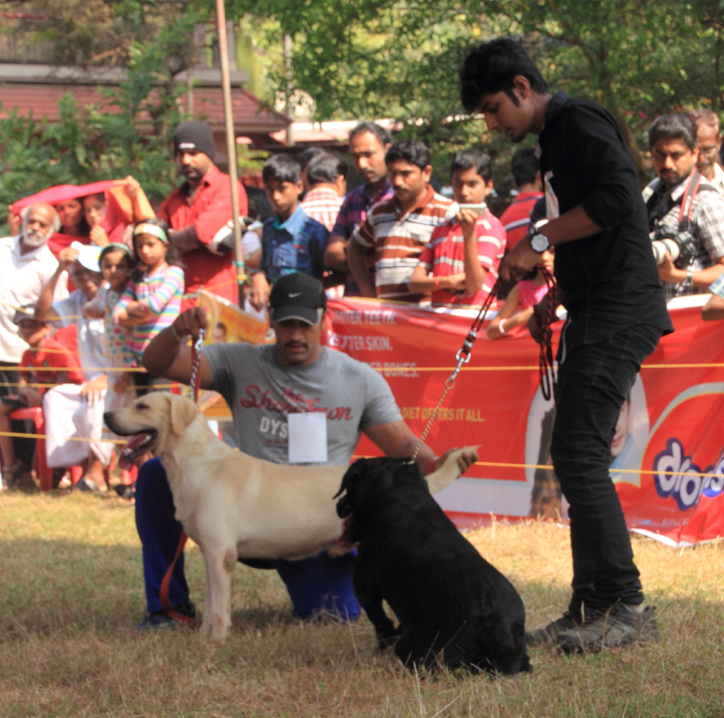 DOG & CAT SHOW Dog and Cat Show 22nd Dec 2013 held at Ca… shashi
