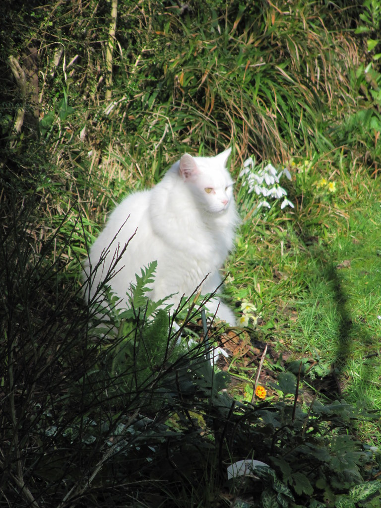 Posing in the sun Elm Avenue, East Preston, West Sussex. T… Flickr