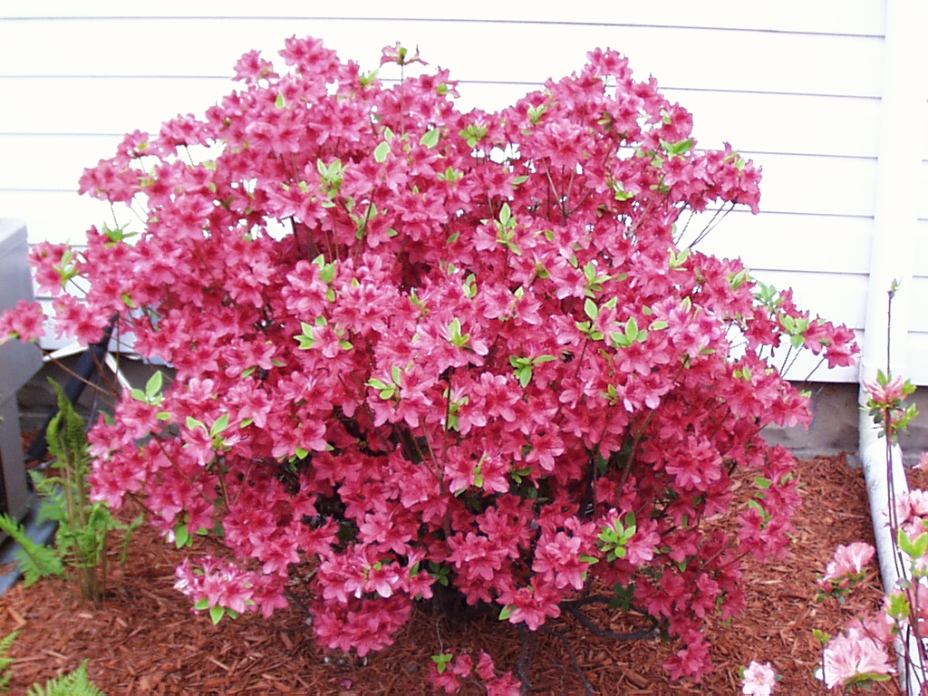 Flowers36 john best Flickr