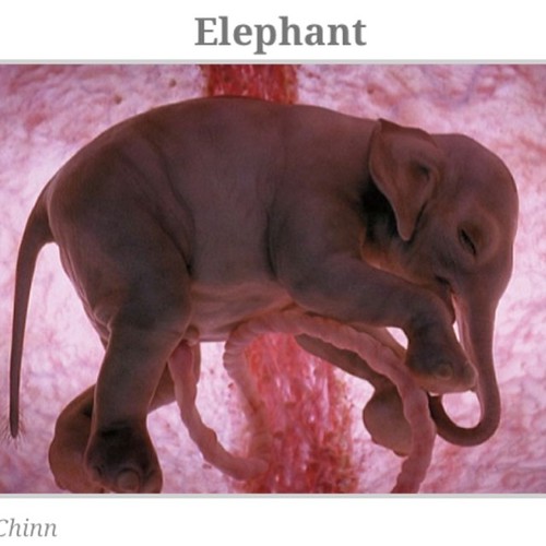 Baby elephant inside The womb... peterchinn usg fetus … Flickr