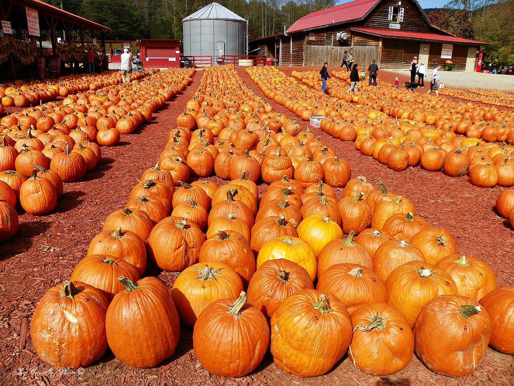 Pumpkins at Burt's Pumpkin Farm Dawsonville, Joy Castello