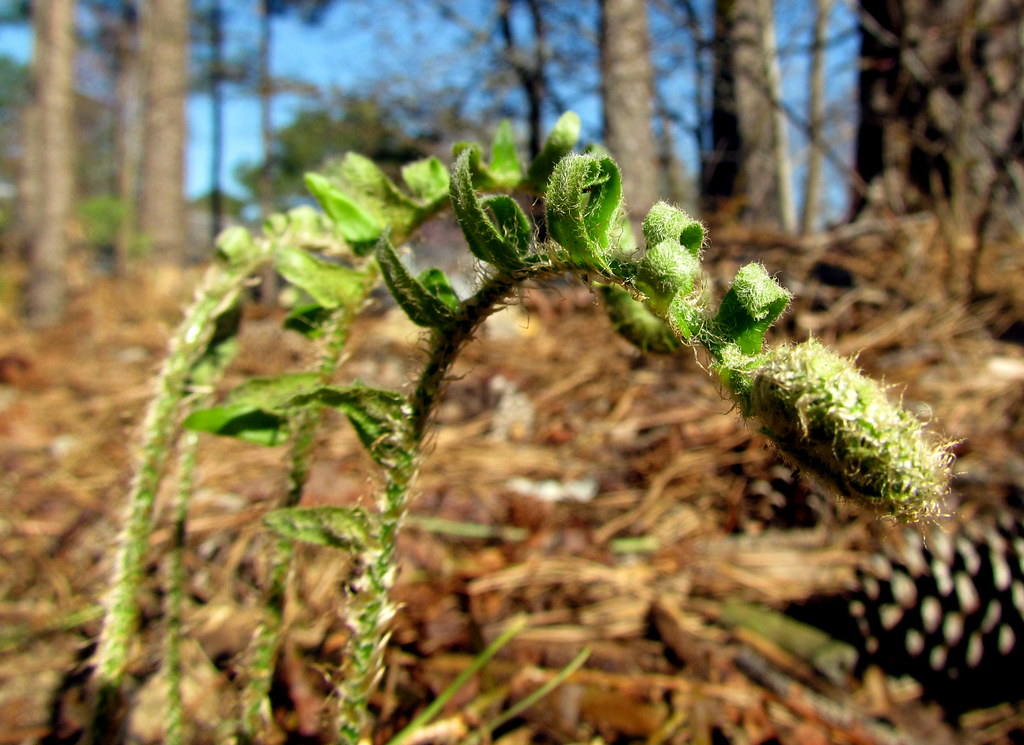 15 Christmas Fern Fiddleheads Backyard Estates Cary NC 856… Flickr