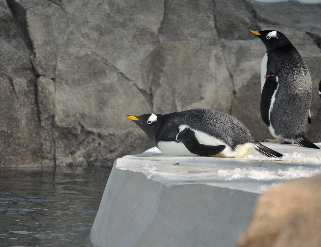Penguins Kansas City Zoo DiKibbles Flickr