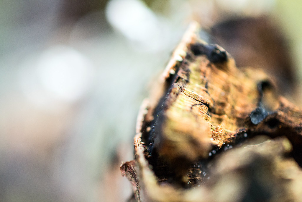 DSC_6074 Folly River. Armagh Algirdas Anglickas Flickr