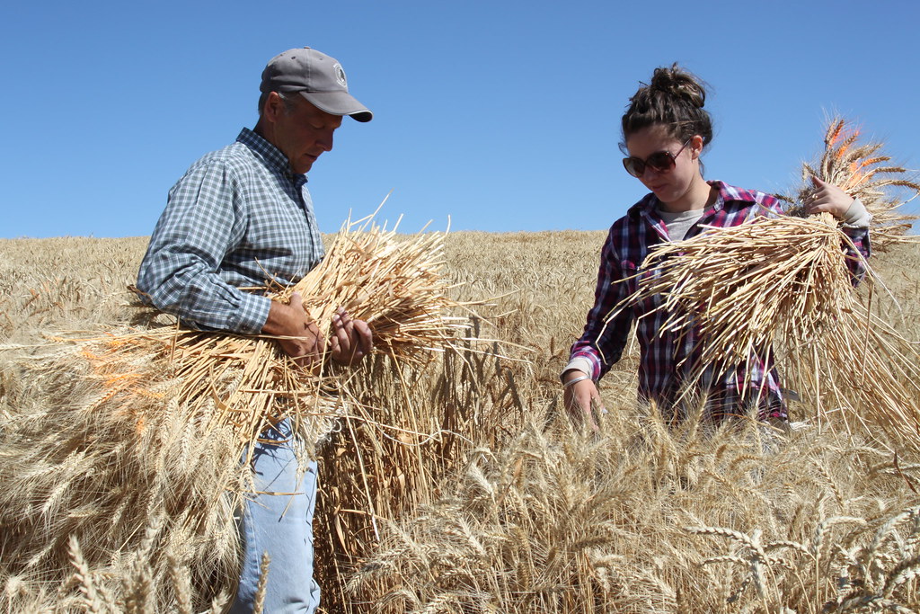 Spillman Harvest 2012 CAHNRS WSU CAHNRS WSU Flickr