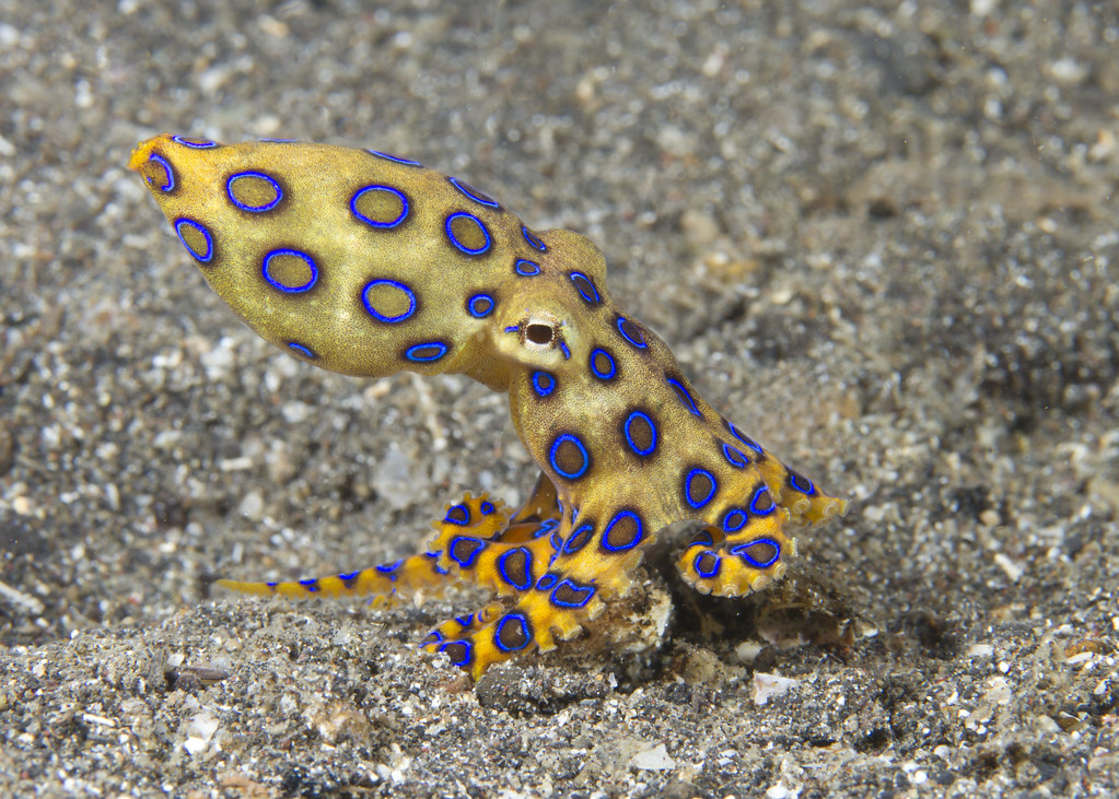 Blue Ringed Octopus Gifs Find Share On Giphy My XXX Hot Girl
