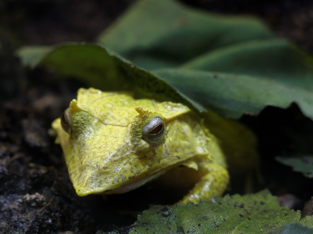 Solomon Island Leaf Frog Ceratobatrachus guentheri Flickr