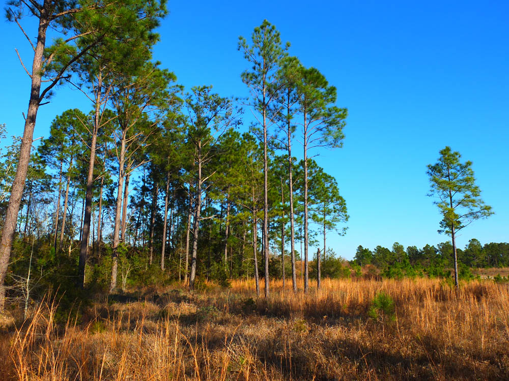 41106877560 pines and fields oyster bay alabama photo by… Flickr