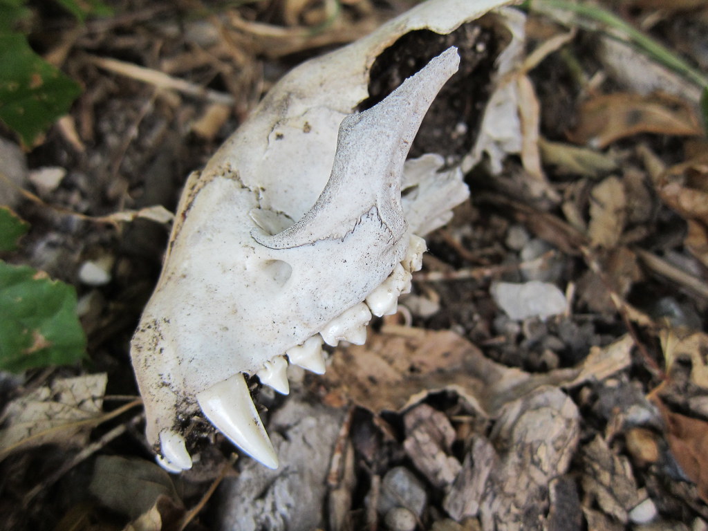 Higinbotham Mansion/Mound Cemetery in Joliet, Aug 20 2013 Flickr