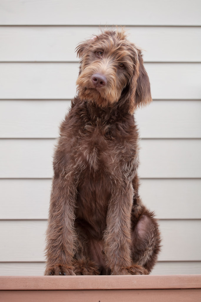Dillon (labradoodle), Thanksgiving 2013 Dillon (labradoodl… Flickr