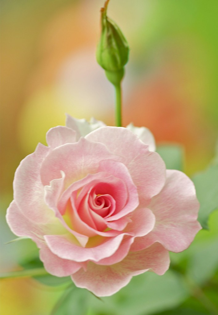 Love Is A Flower..... I say love, it is a flower And you, … Flickr