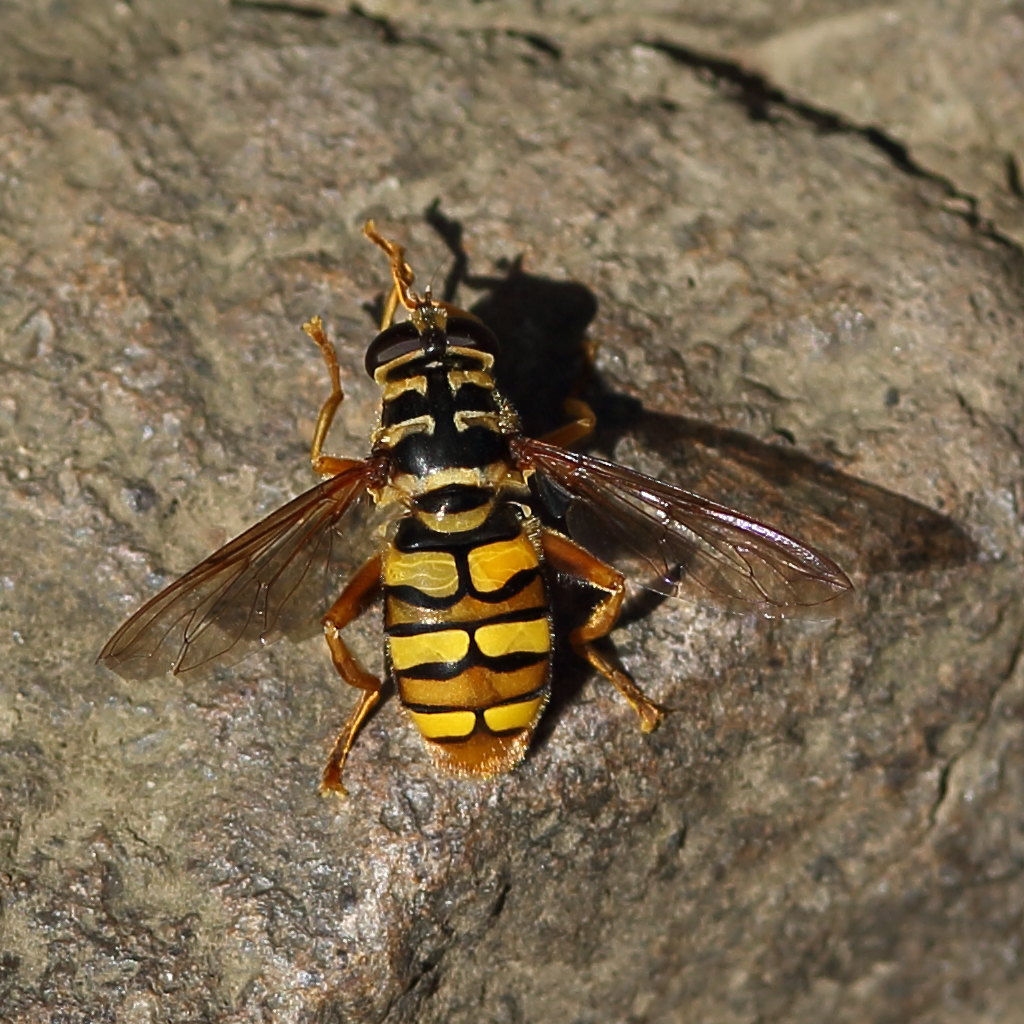Fake yellowjacket John Carr Flickr