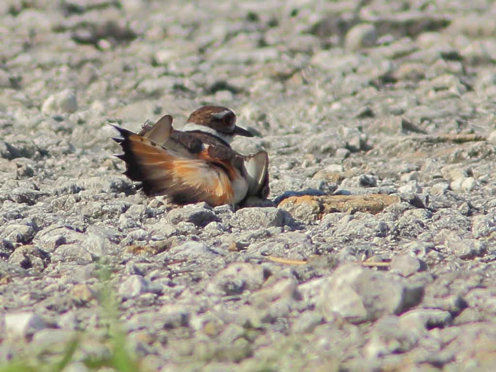 Killdeer distraction display 20130524 I did not try to fin… Flickr