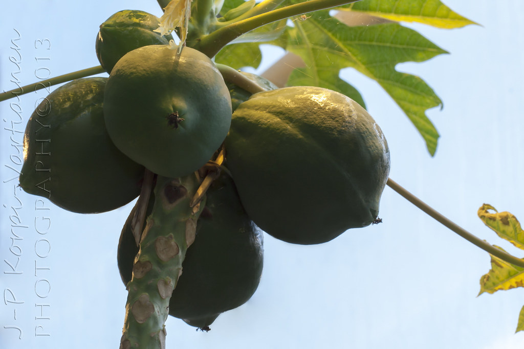 Papaya The botanical garden called Botania in Joensuu (Fin… Flickr