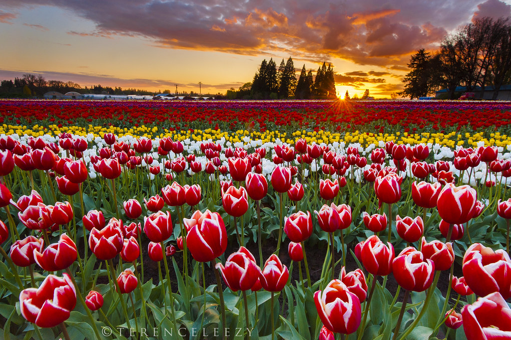 Wooden Shoe Tulip Festival Wooden Shoe Tulip Festival open… Flickr
