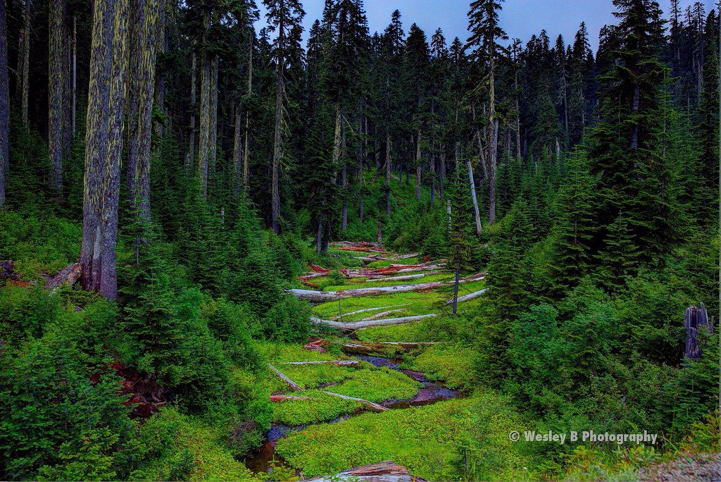Green Land Washington State All my work posted on Flickr i… Flickr