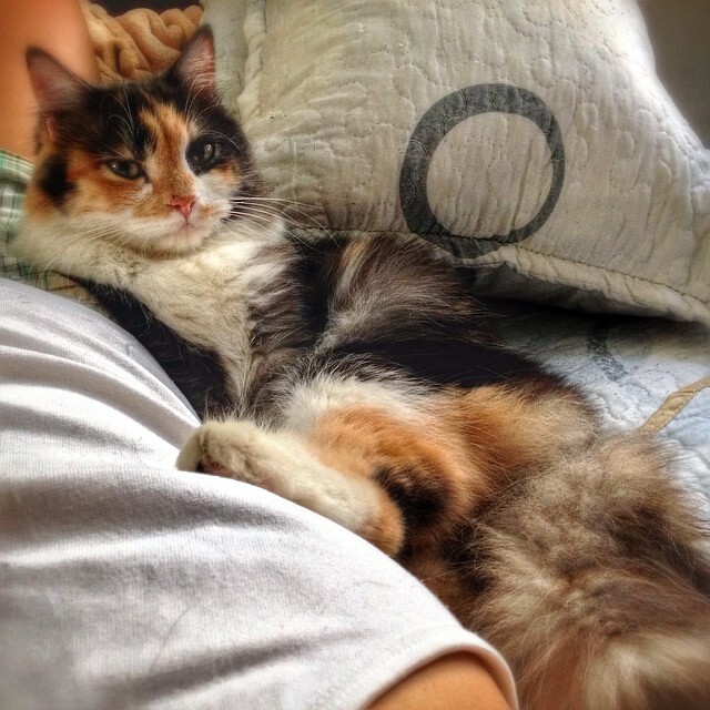 365 Days of Cat cuddling 21Mar2014. Piggy. Claiming me af… Flickr