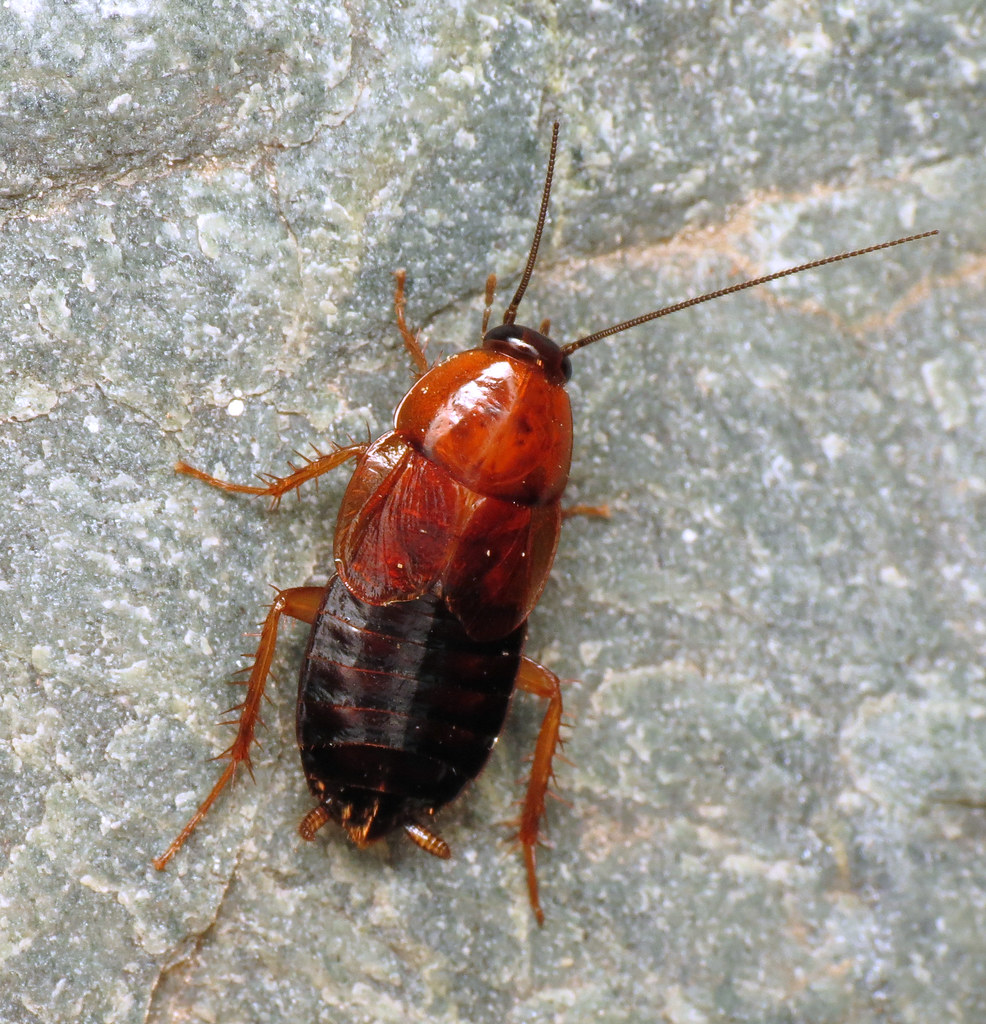 bug of the day I have a confession to make I am a bug rac… Flickr