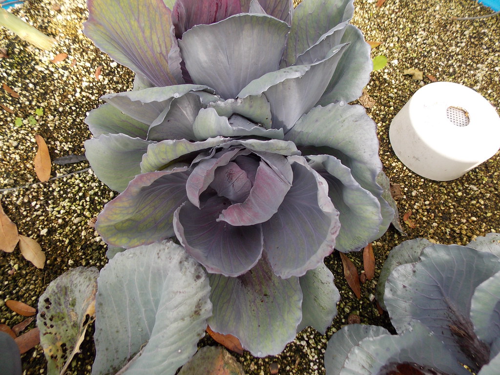 hydroponic red cabbage (20) "square foot hydroponics" red … Flickr