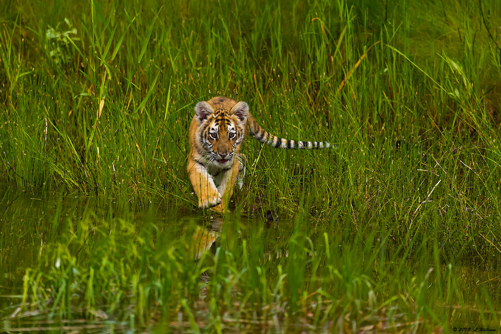 tigercubsmall Tiger cub just stepping into a pond ATEWITHREL Flickr