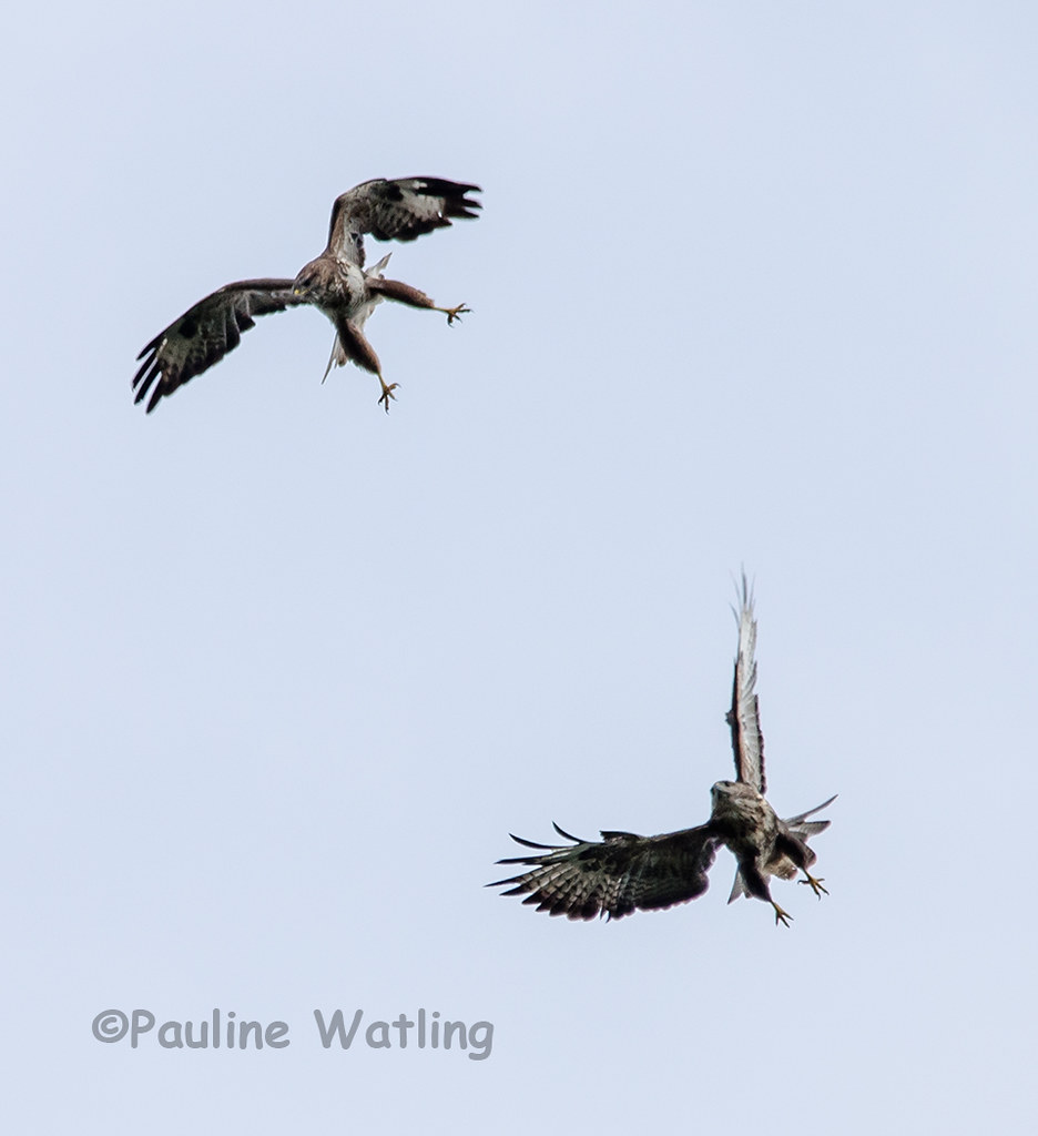 Buzzards Always seen one buzzard flying over my house but … Flickr