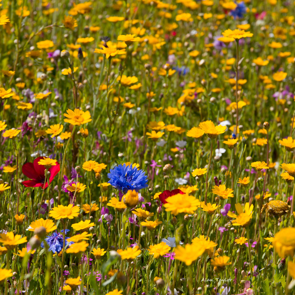 wild flowers Bradford Council has planted up a couple of s… Flickr