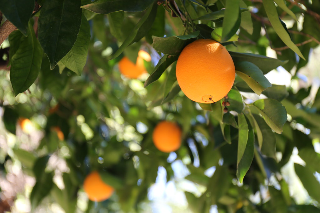 Orange grove on the grounds of The Thacher School in Ojai,… Flickr