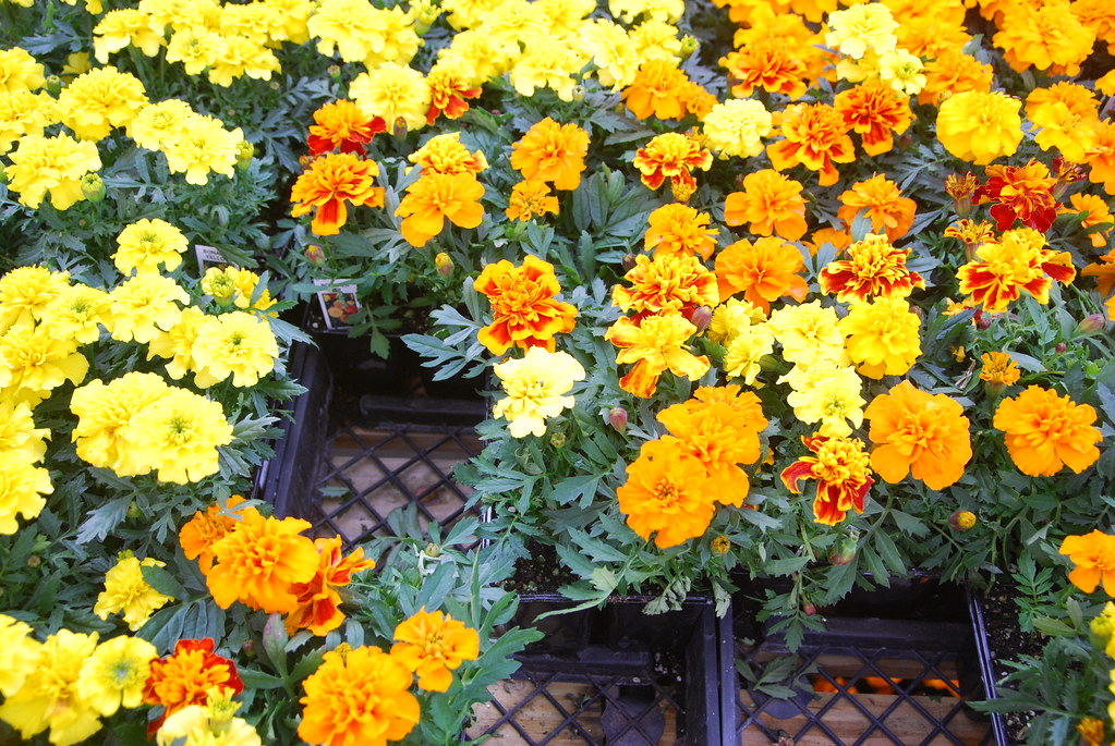 Marigolds B 32313 Marigolds for sale at the Grocery Outl… Flickr