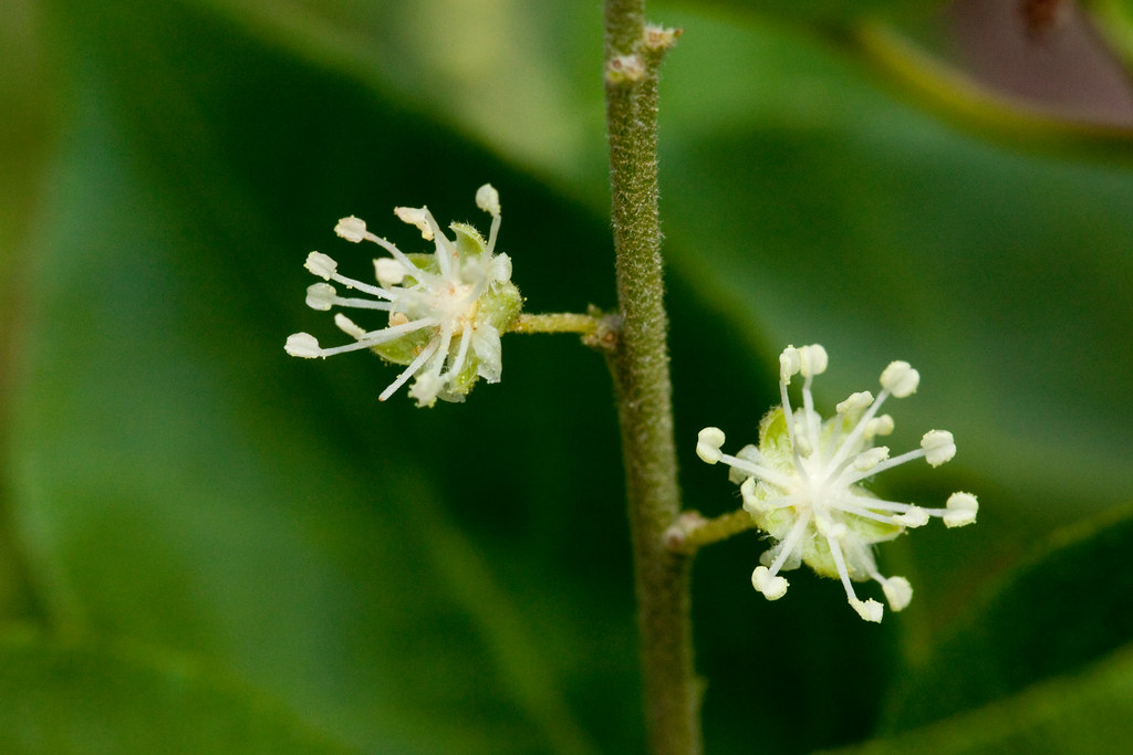 Croton fruticulosus Croton fruticulosus in Bar Canyon on t… Flickr