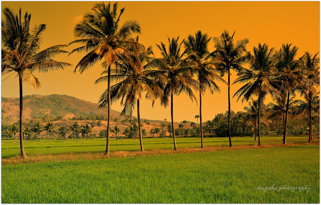 Palakkad The granary of Kerala Deepak Anil Kumar Flickr