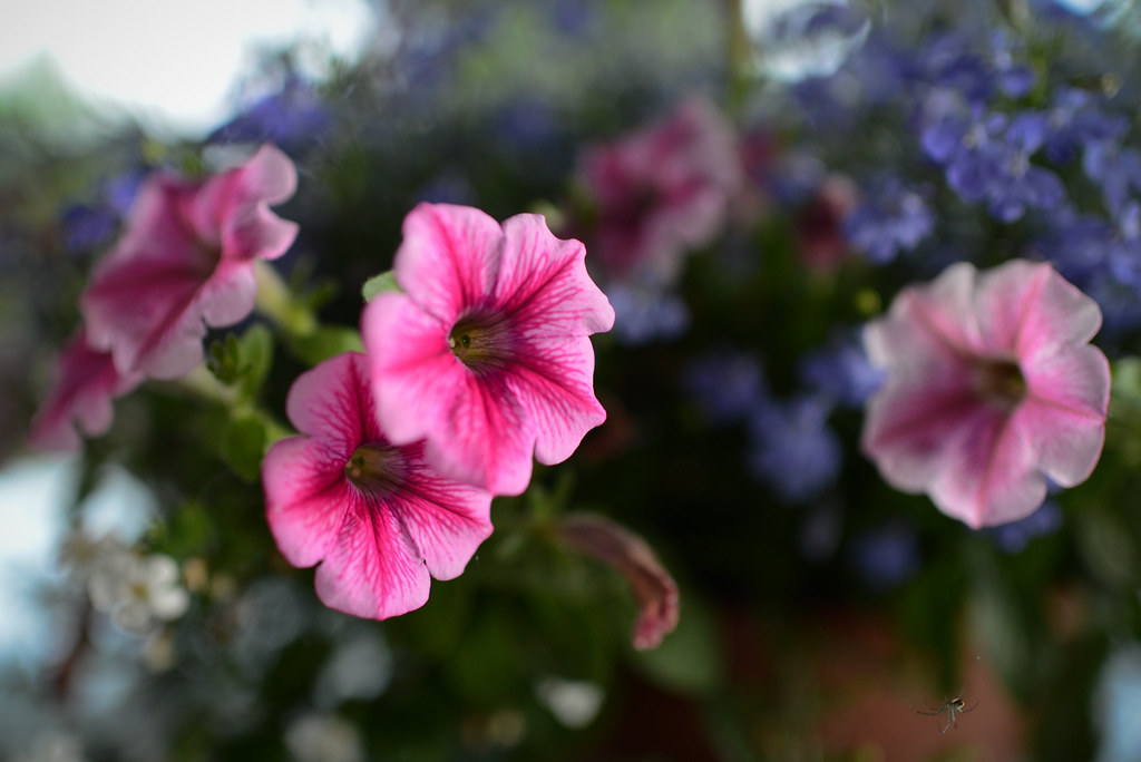 flower Rob McMurray Flickr