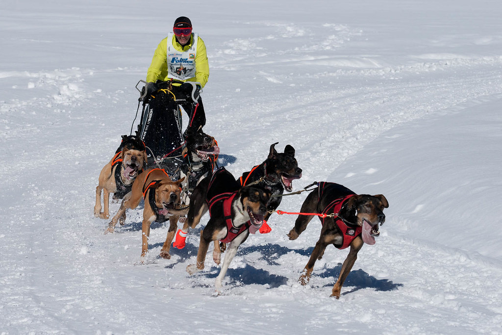 course de chiens de traineaux Les fourgs, Doubs Ludo Rauscher Flickr