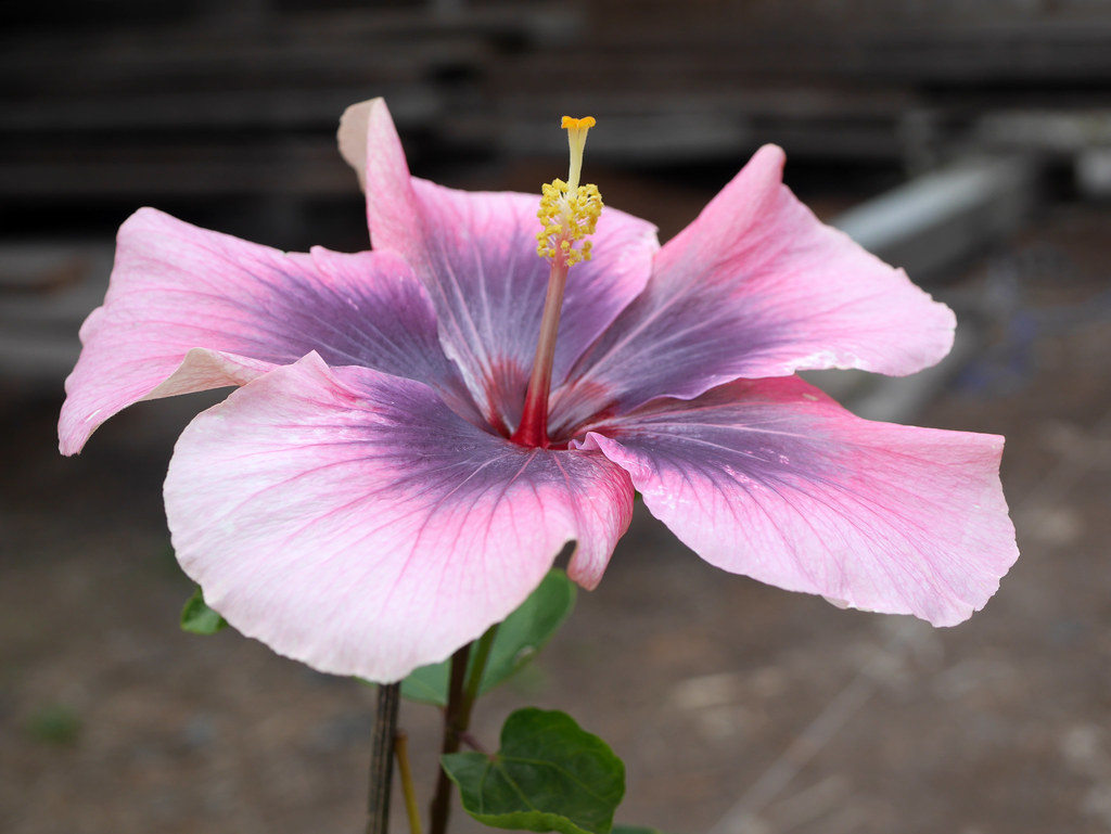 Fancy Hibiscus 'Taiwan Formosa Kiss Cherry' 003 Fancy Hibi… Flickr