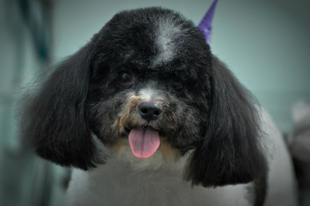 Patti's Pet perfection My grooming , my best friends !!! Flickr