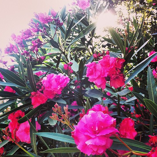 Flower shower. RobinGood Flickr