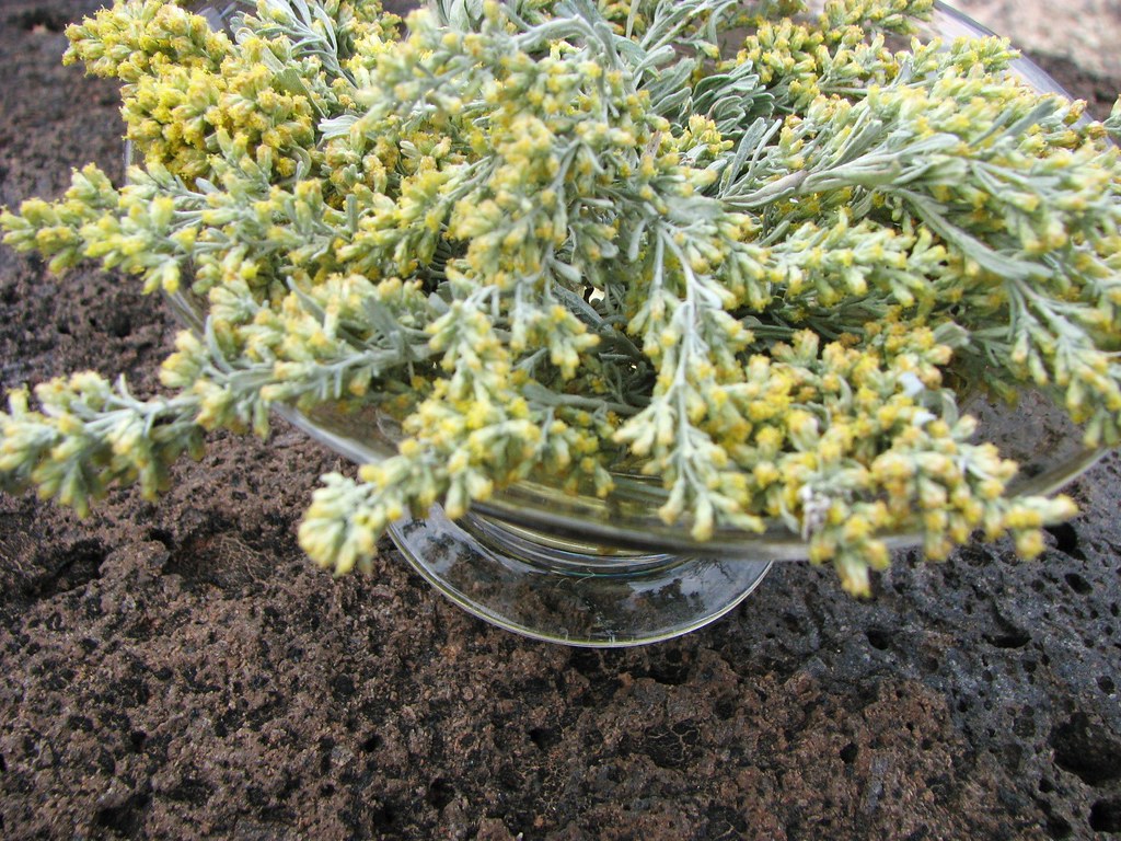 sagebrush essence sagebrush essence monkey365 Flickr