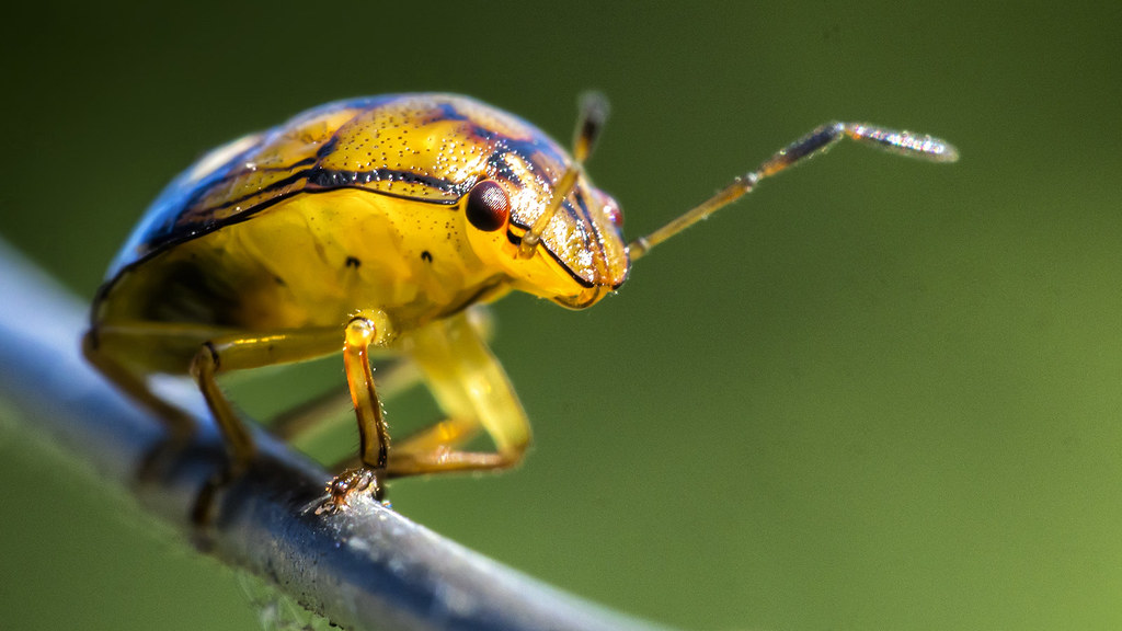 Bug on a wire OLYMPUS M.60mm F2.8 Macro OMD EM5 Phil Savory Flickr