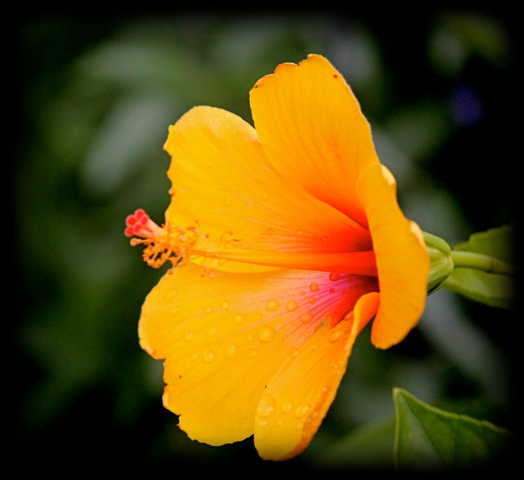 Hibiscus The last shots of this flower this year...I used … Flickr
