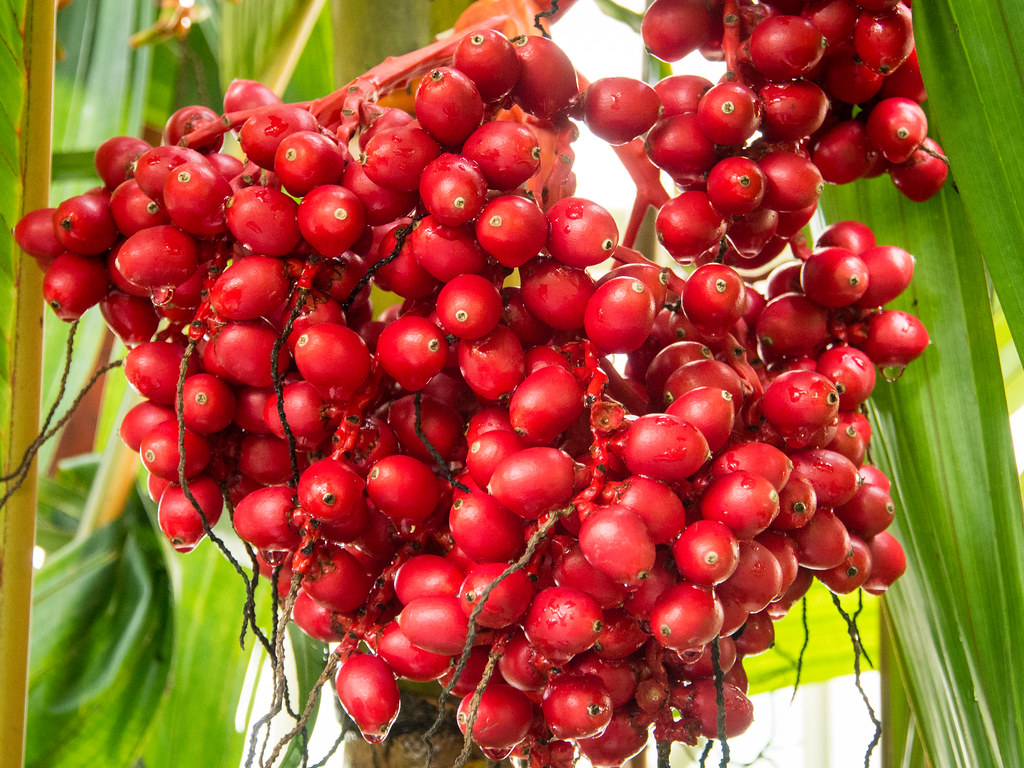 Palm berries At the Conservatory of Flowers, Golden Gate P… Flickr