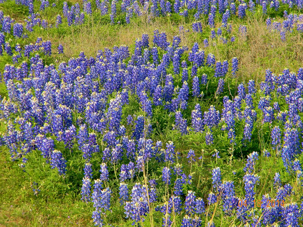 Muleshoe park Spicewood Tx cwc321 Flickr