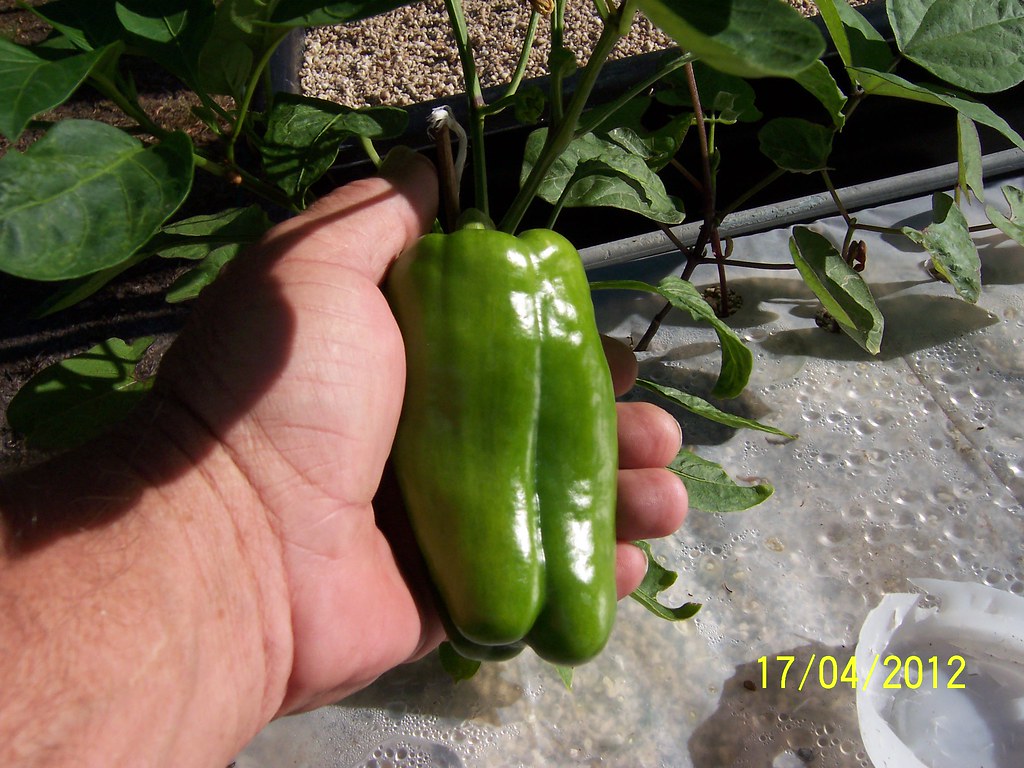 hot and sweet peppers grown in my Square foot hydroponic g… Flickr