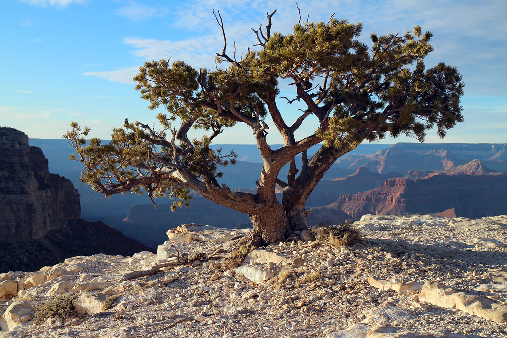 Waterthrifty "Bonsai" Tree Along the Grand Canyon Rim 802… Flickr